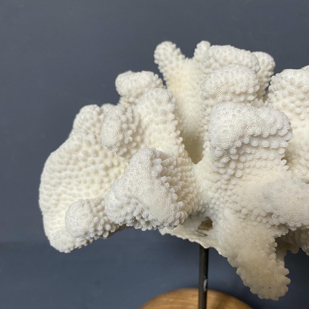 corallo Pocillopora eydouxi,
