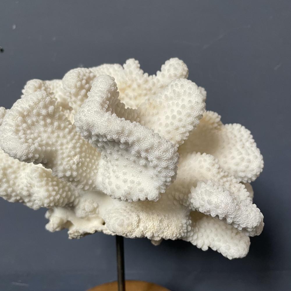 grande corallo Cavolo