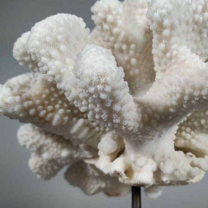 macro corallo