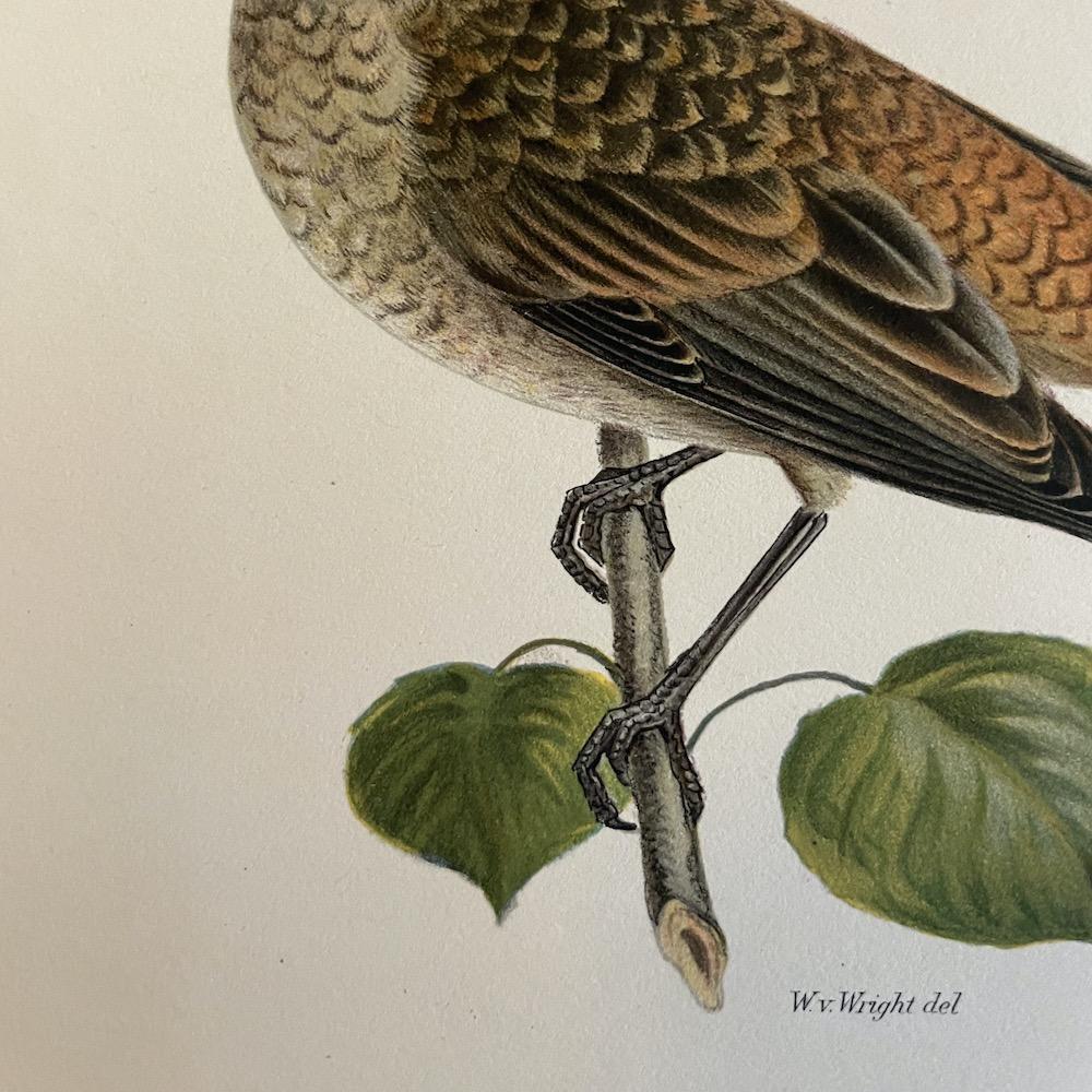 uccello stampa W.v.Wright del