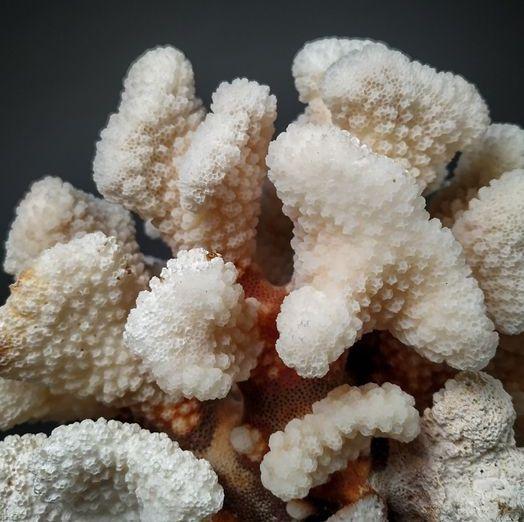 corallo bianco