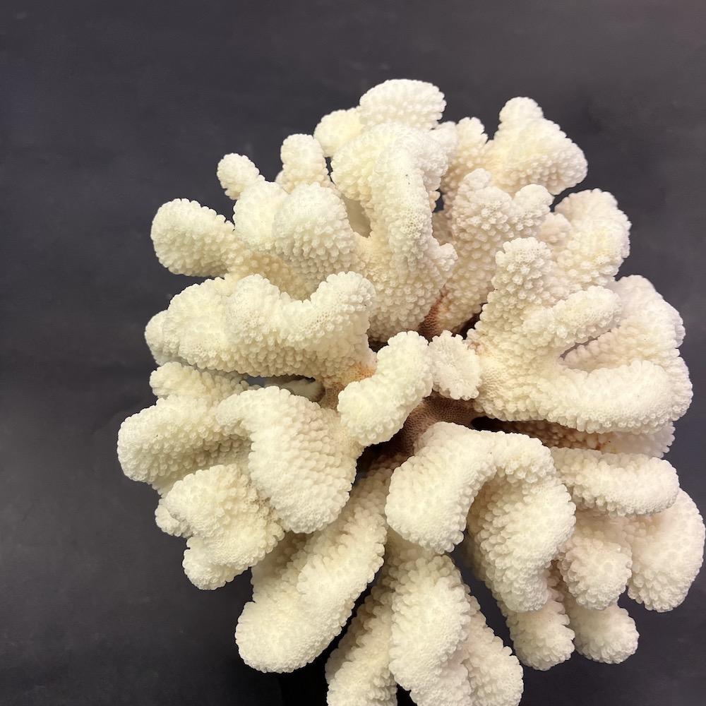 corallo bianco 8