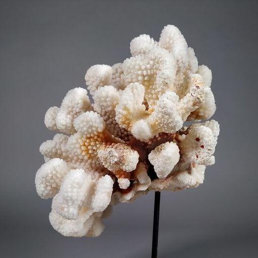 corallo Pocillopora meandrina