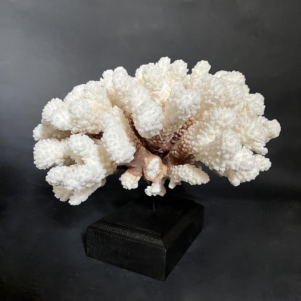 corallo decorativo