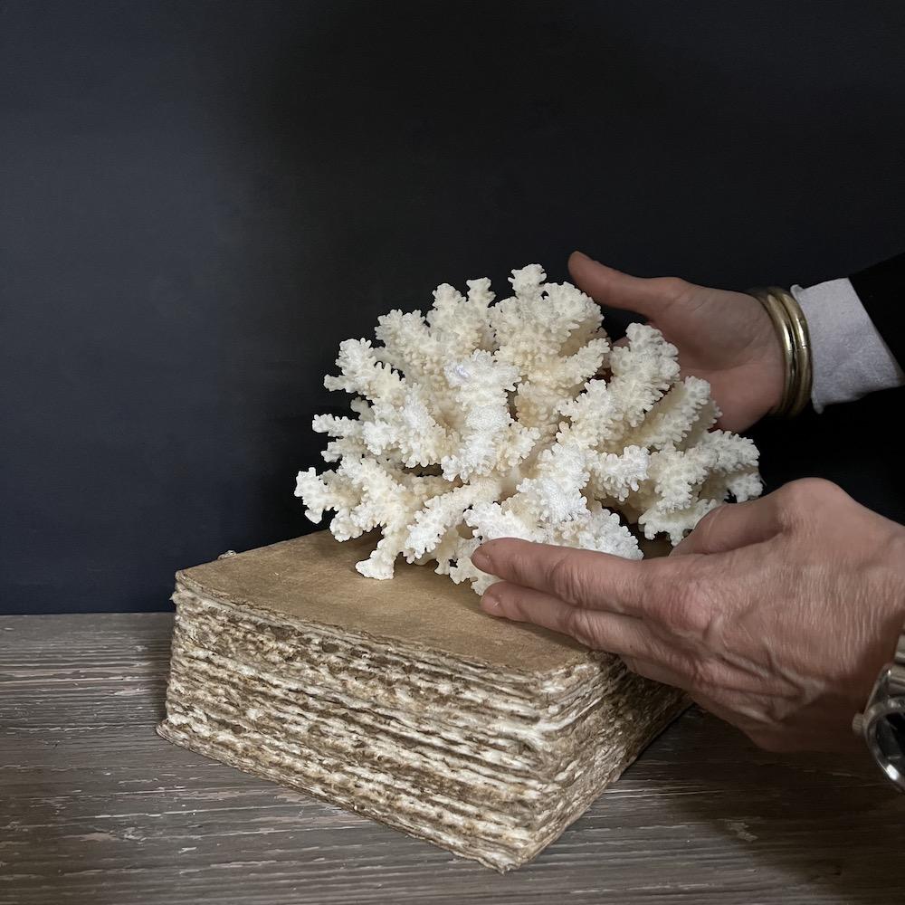 corallo bianco decorativo
