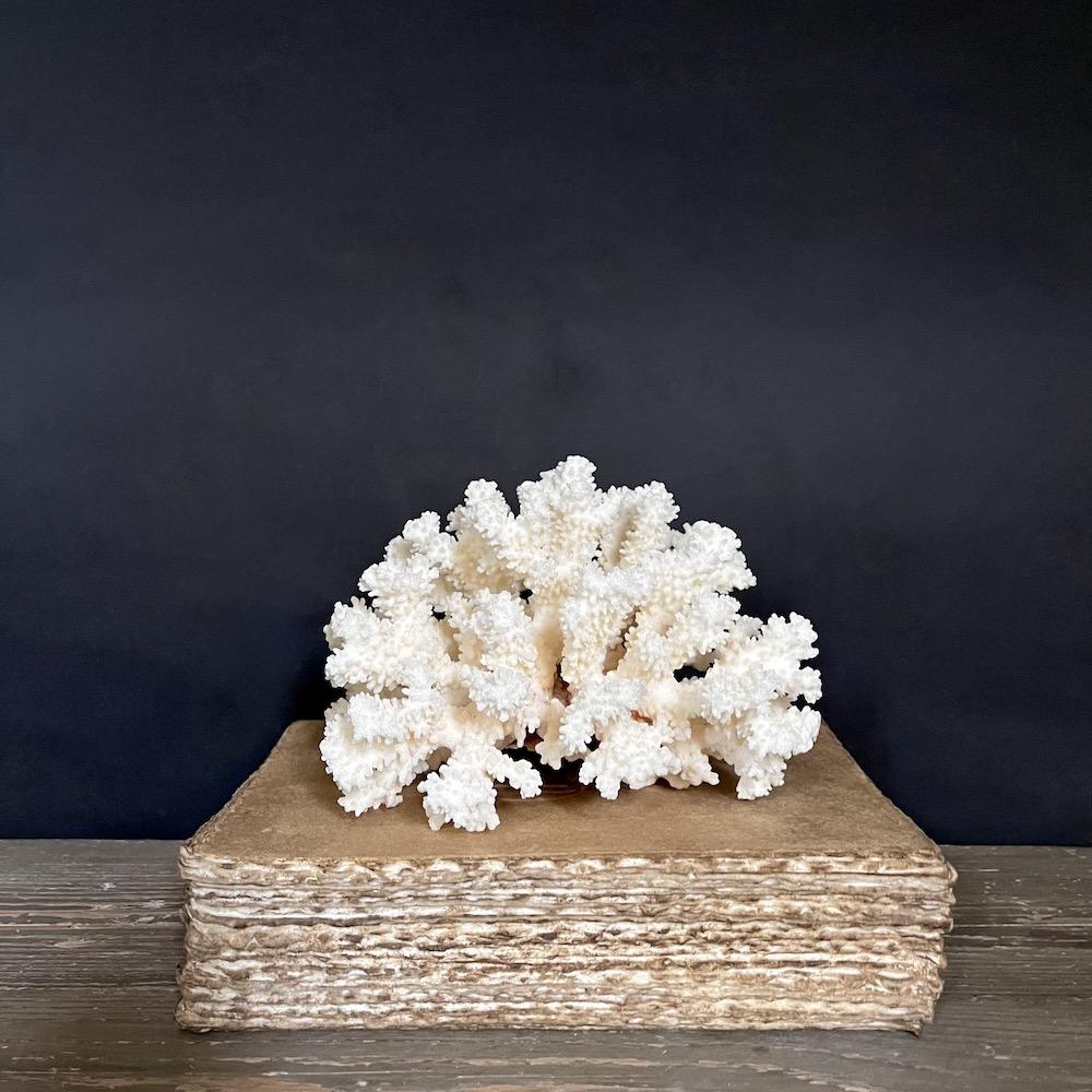 corallo bianco pietroso acropora